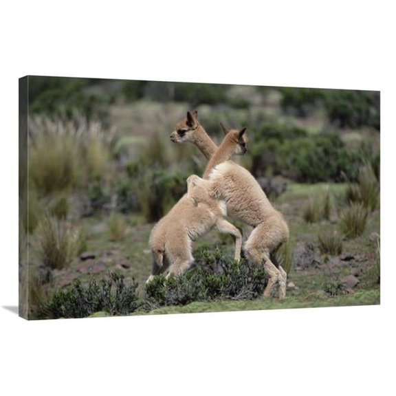 Global Gallery Vicuna Young Play-Fighting Like Adult Males - Peruvian Andes - Peru Art Print - Tui De Roy