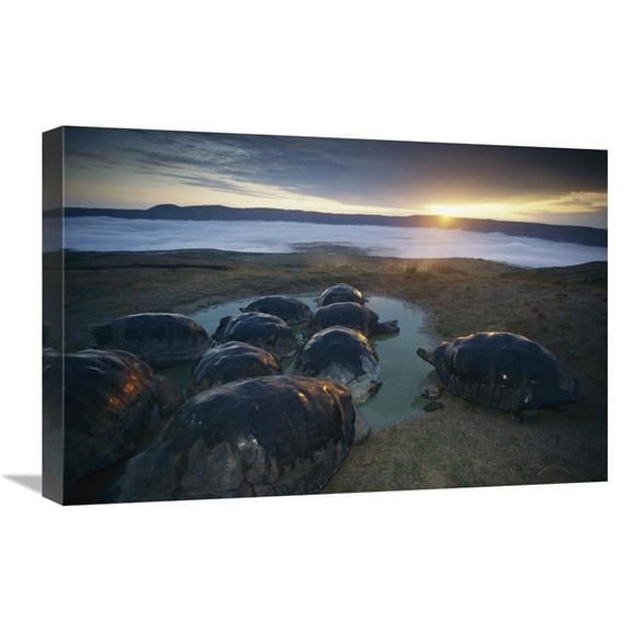 Global Gallery Volcan Alcedo Giant Tortoise Wallowing on Caldera Rim - Alcedo Volcano - Galapagos Art Print - Tui De Roy