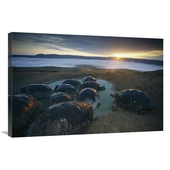 Global Gallery Volcan Alcedo Giant Tortoise Wallowing on Caldera Rim - Alcedo Volcano - Galapagos Art Print