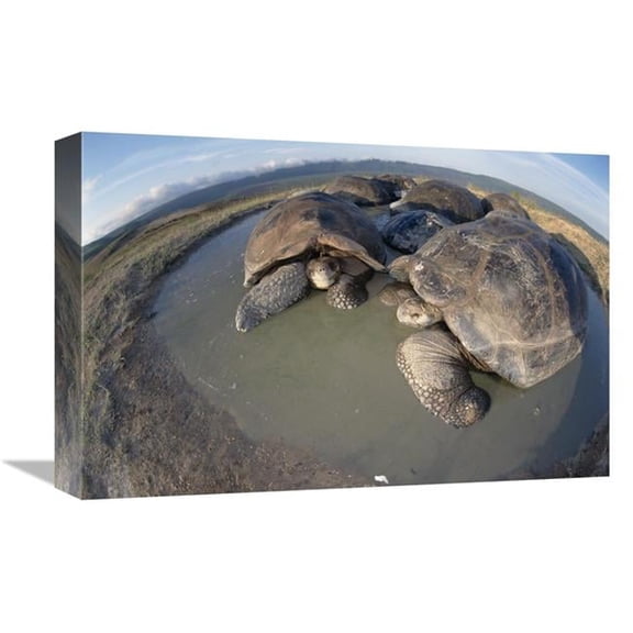 Global Gallery Volcan Alcedo Giant Tortoises Wallowing - Alcedo Volcano - Galapagos Islands Art Print