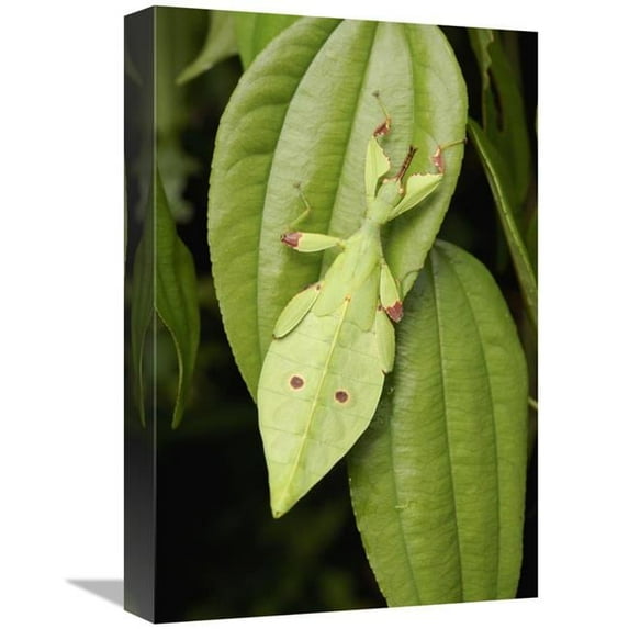 Global Gallery Walking Stick Juvenile Camouflaged on Leaf - Sarawak - Borneo - Malaysia Art Print - Chien Lee