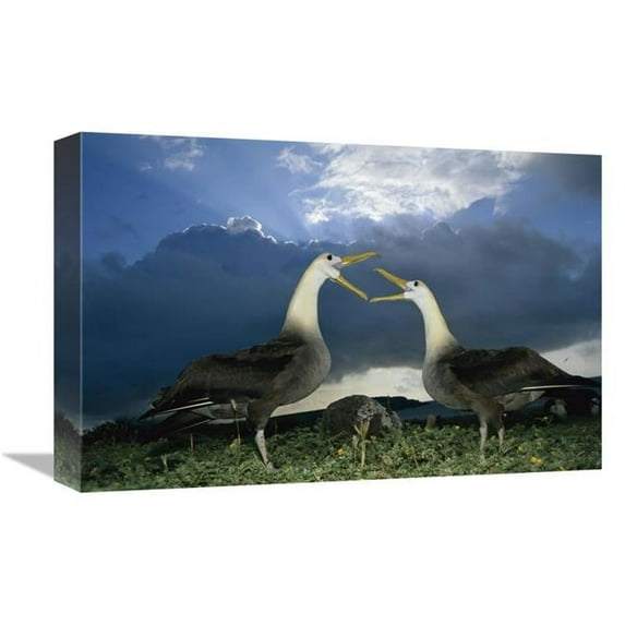 Global Gallery Waved Albatross Courtship Dance - Espanola Island - Galapagos Islands - Ecuador Art Print - Tui De Roy