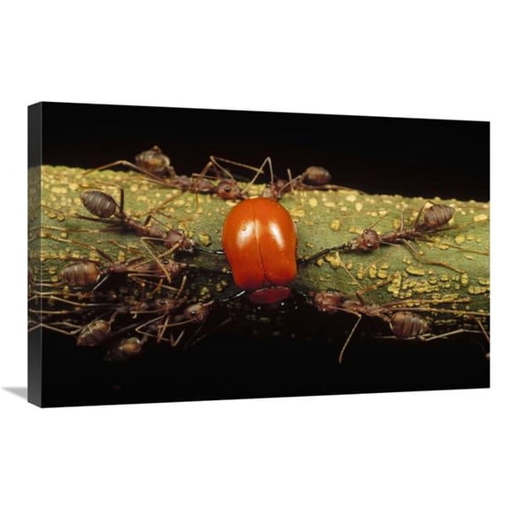 Global Gallery  Weaver Ant Group Killing Leaf Beetle - Gombak - Malaysia Art Print - Mark Moffett