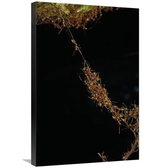 Global Gallery  Weaver Ants Forming A Bridge - Papua New Guinea Art Print - Mark Moffett