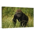thumbnail image 1 of Global Gallery  Western Lowland Gorilla Juvenile - Equatorial West Africa Art Print - Gerry Ellis, 1 of 1