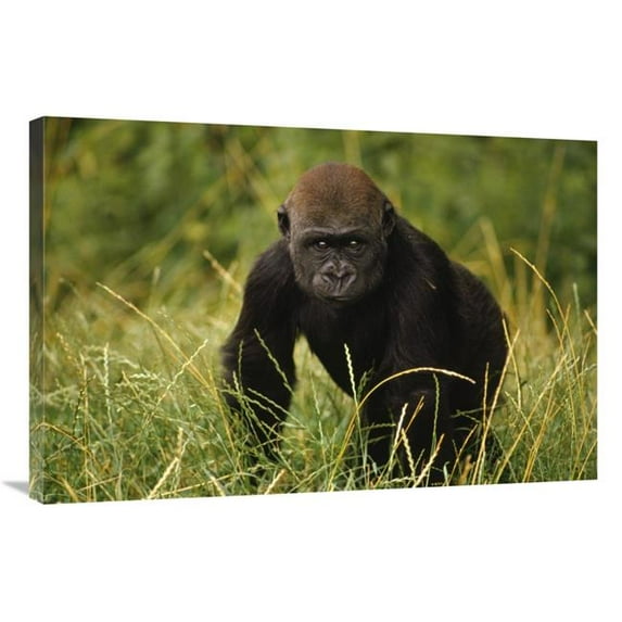 Global Gallery Western Lowland Gorilla Juvenile - Equatorial West Africa Art Print - Gerry Ellis