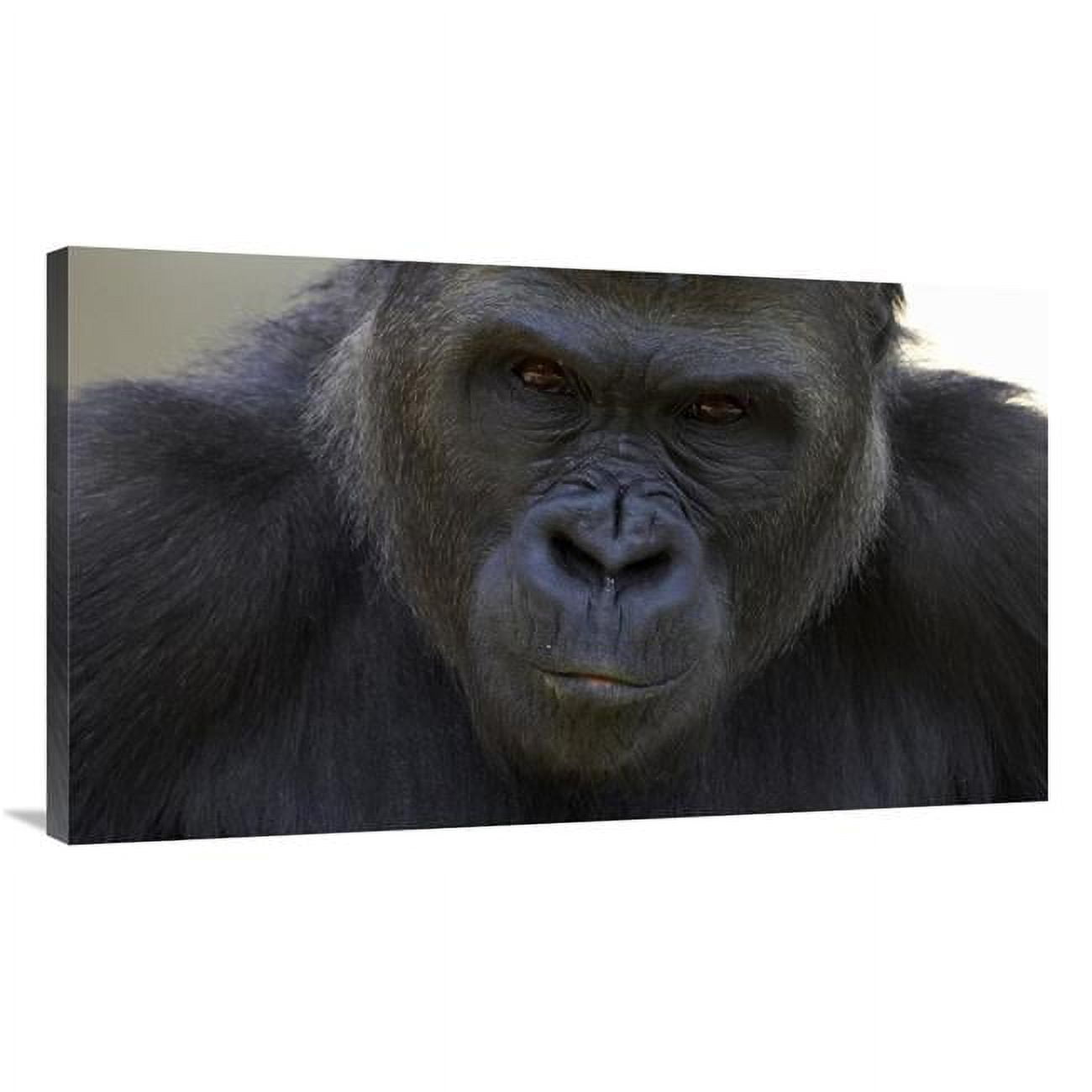 Global Gallery Western Lowland Gorilla Portrait - Native to Africa Art ...