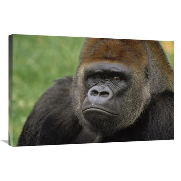 Global Gallery Western Lowland Gorilla Silverback Male Portrait - Africa Art Print - Gerry Ellis