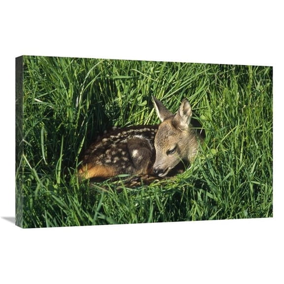 Global Gallery Western Roe Deer Fawn Resting in Green Grass - Germany Art Print - Konrad Wothe