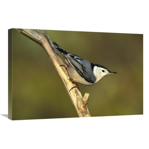 Global Gallery  White-Breasted Nuthatch - Long Island - New York Art Print - Tom Vezo - 20in. x 30in.