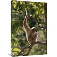thumbnail image 1 of Global Gallery  White-Handed Gibbon in Tree - Northern Thailand Art Print - Gerry Ellis, 1 of 1