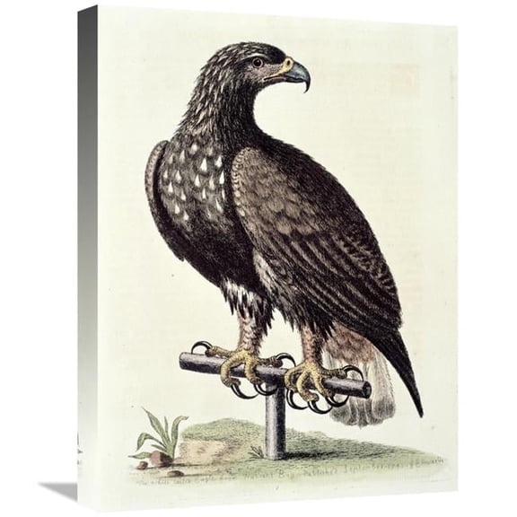 Global Gallery White-Tailed Eagle From Hudsons Bay Art Print - 22in.