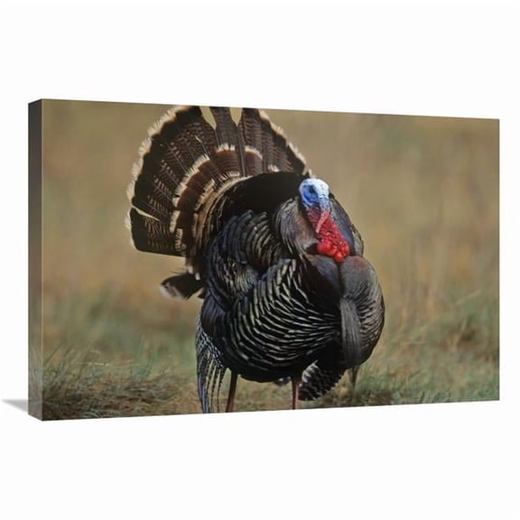 Global Gallery  Wild Turkey Male - North America Art Print - Tim Fitzharris
