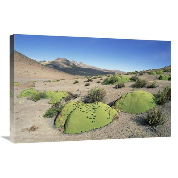 Global Gallery  Yareta - Pata Pampa - Peru Art Print - Tui De Roy