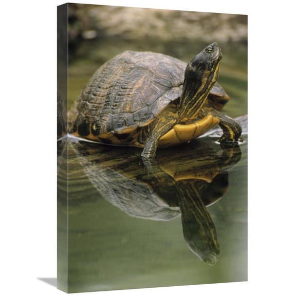 Global Gallery  Yellow-Bellied Slider Turtle - Portrait - in Water - North America Art Print - Gerry Ellis - 16 x 24 in.