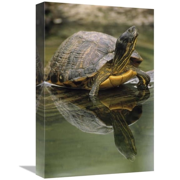 Global Gallery Yellow-Bellied Slider Turtle - Portrait - in Water - North America Art Print - Gerry Ellis