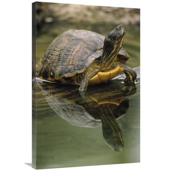 Global Gallery Yellow-Bellied Slider Turtle - Portrait - in Water - North America Art Print - Gerry Ellis