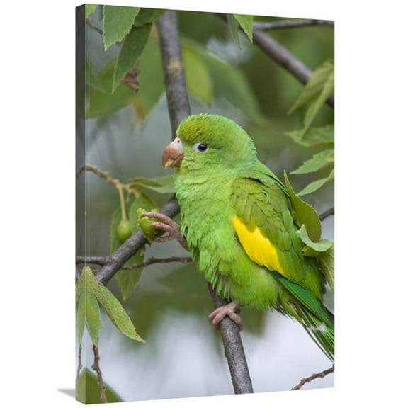 Global Gallery Yellow-Chevroned Parakeet - Pantanal - Brazil Art Print - Suzi Eszterhas
