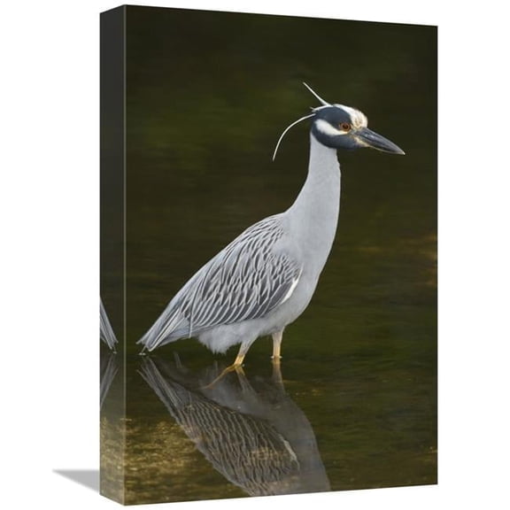 Global Gallery  Yellow-Crowned Night Heron - J. N. Ding Darling National Wildlife Refuge - Florida Art Print - Steve Gettle