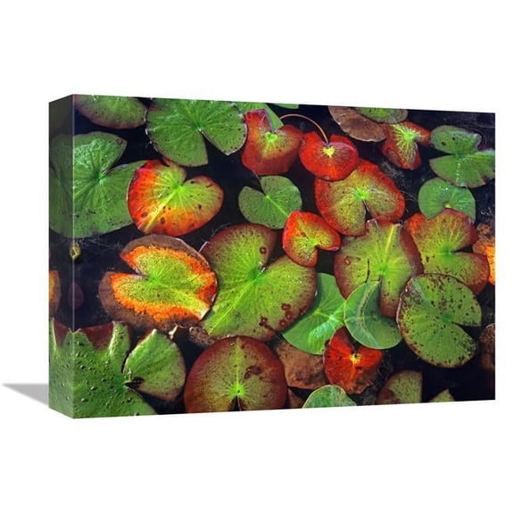 Global Gallery Yellow Pond Lily Close Up of Pads - North America Art Print - Tim Fitzharris