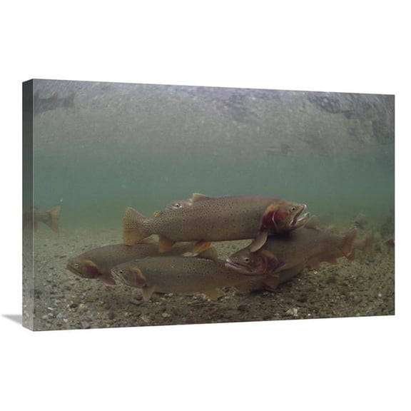 Global Gallery Yellowstone Cutthroat Trout School Swimming in Stream - Idaho Art Print