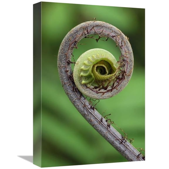 Global Gallery  Young Rolled-Up Fern Fiddlehead - Braulio Carrillo National Park - Costa Rica Art Print - Thomas Marent