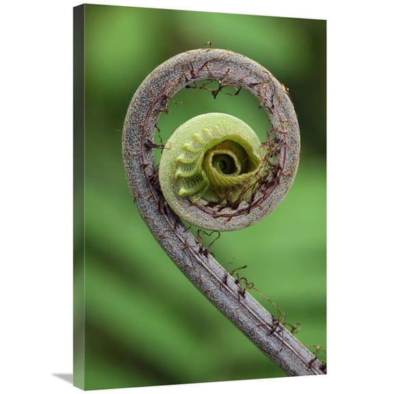 Global Gallery  Young Rolled-Up Fern Fiddlehead - Braulio Carrillo National Park - Costa Rica Art Print - Thomas Marent