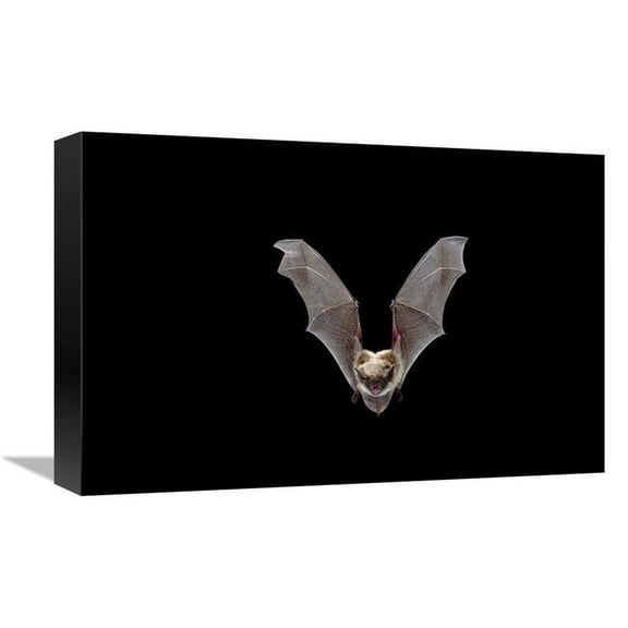 Global Gallery Yuma Myotis Bat - Female Flying - Drake Creek - Lake County - Oregon Art Print