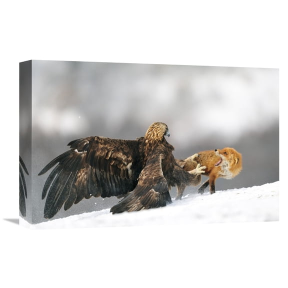 Global Gallery Yves Adams,'Golden Eagle And Red Fox' Stretched Canvas Artwork
