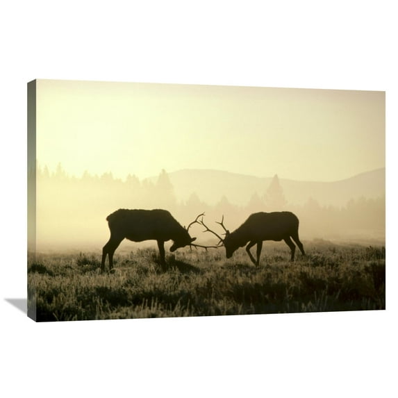 Global Gallery's 'Elk two males sparring in the fall, Yellowstone National Park, Wyoming' By Michael Quinton Stretched Canvas Wall Art