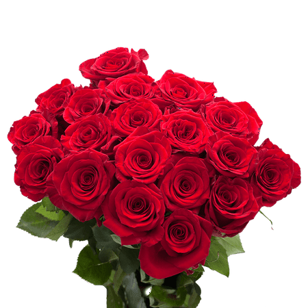 Globalrose 50 Red Rose