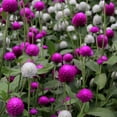 thumbnail image 1 of Globe Amaranth Gomphrena Flower Seed Mix - 2000 Seeds, 1 of 2