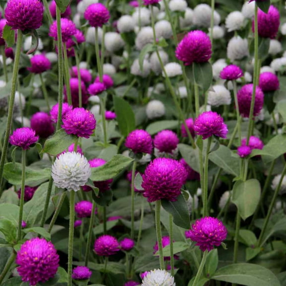 Globe Amaranth Gomphrena Flower Seed Mix - 2000 Seeds
