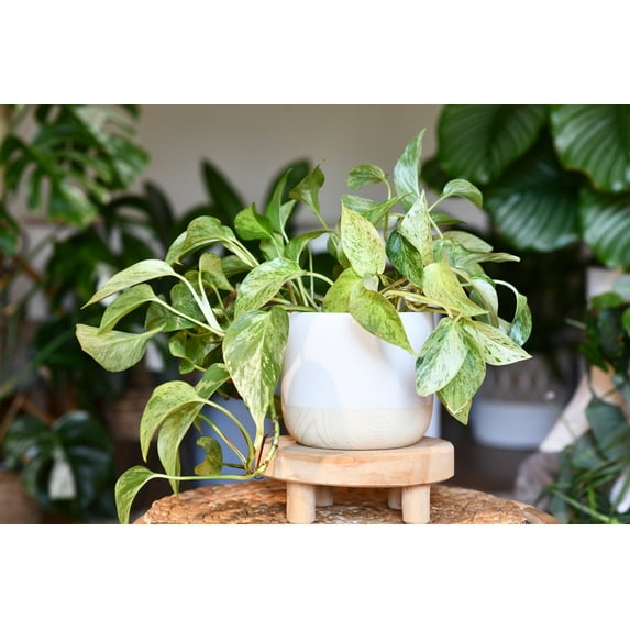 Snow Queen Pothos – Live Plant in 2 Inch Pot - Air Purifier Plant to Make Your House Healthier