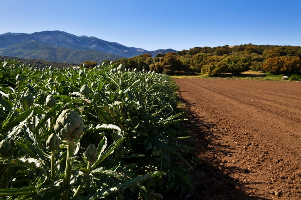 Globe Artichokes near Ventas de Zafarraya Granada Province Andalucia Spain Canvas Art - Panoramic Images (36 x 12)
