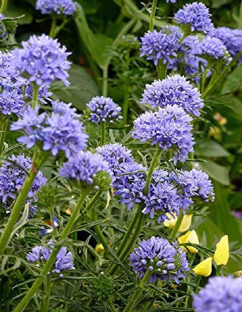 sabbatical⭐︎GILIA Amazon.com : Globe Gilia Seeds, Gilia capitata, Pack of 5000
