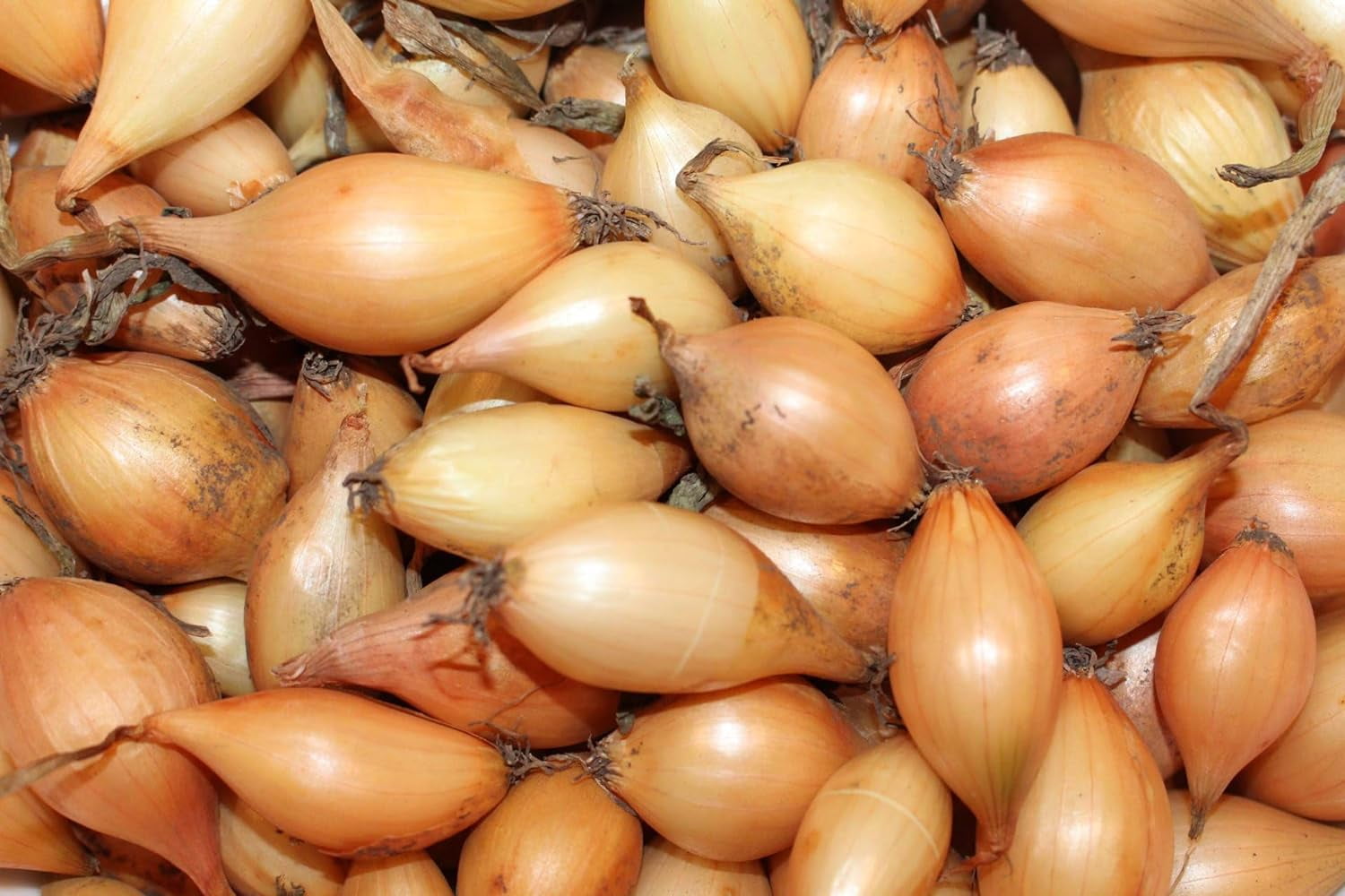 Globe Onion Sets for Planting Easy to Grow Vegetables (20 Onion Sets