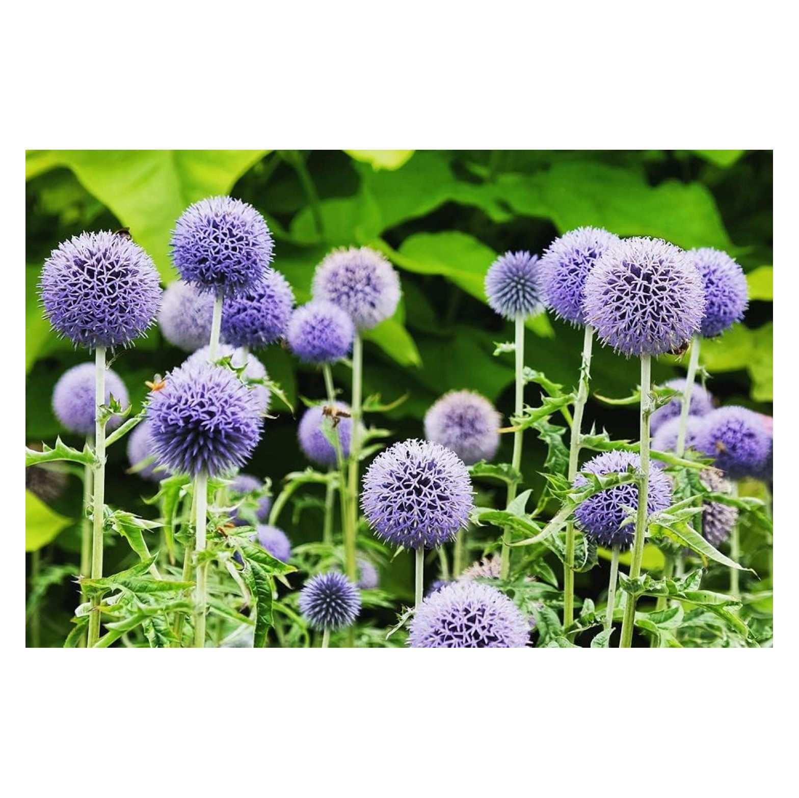 Globe Thistle Seeds for Planting 30 Seeds Exotic Blue Globe Thistle