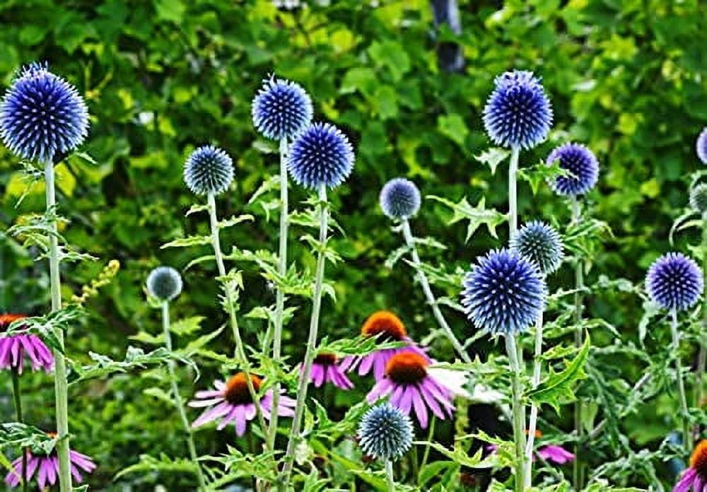 Globe Thistle Seeds for Planting 30 Seeds Exotic Blue Globe Thistle