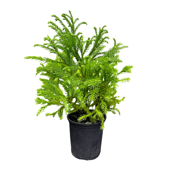 Globosa Nana Dwarf Arborvitae Live Evergreen Shrubs 3 Gallon Potted Plants, Set of 2, Full Rounded Growth, Low Maintenance Landscape Shrubs
