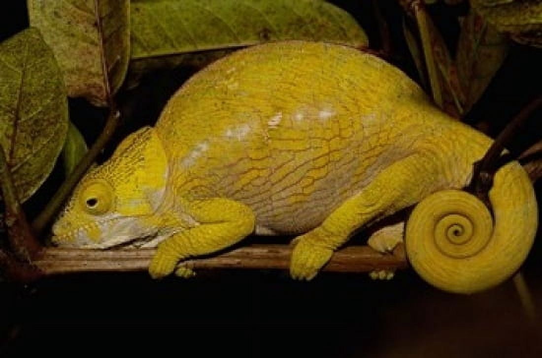 Globular Chameleon Lizards Madagascar Canvas Art - Pete Oxford DanitaDelimont (19 x 12)