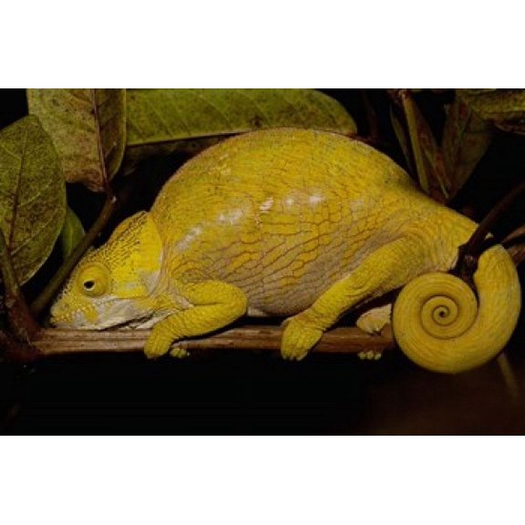 Globular Chameleon Lizards Madagascar Canvas Art - Pete Oxford DanitaDelimont (38 x 26)
