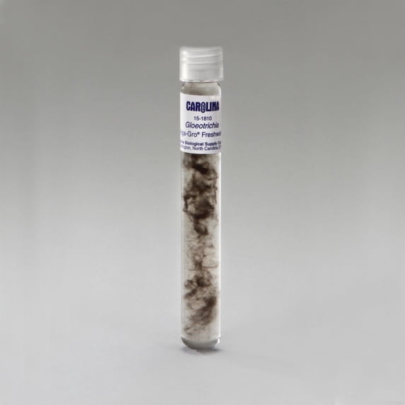 Gloeotrichia, Living Blue-Green Algae Culture, Sufficient Materials For 30 Students