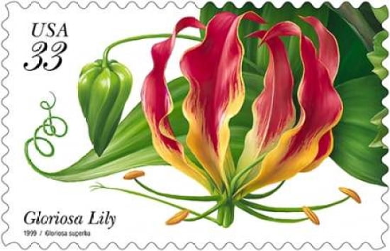 Gloriosa Lily Canvas Art - US POSTAL SERVICE (12 x 18)
