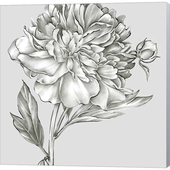Glorious Peony I by Eva Watts, Canvas Wall Art, 24W x 24H