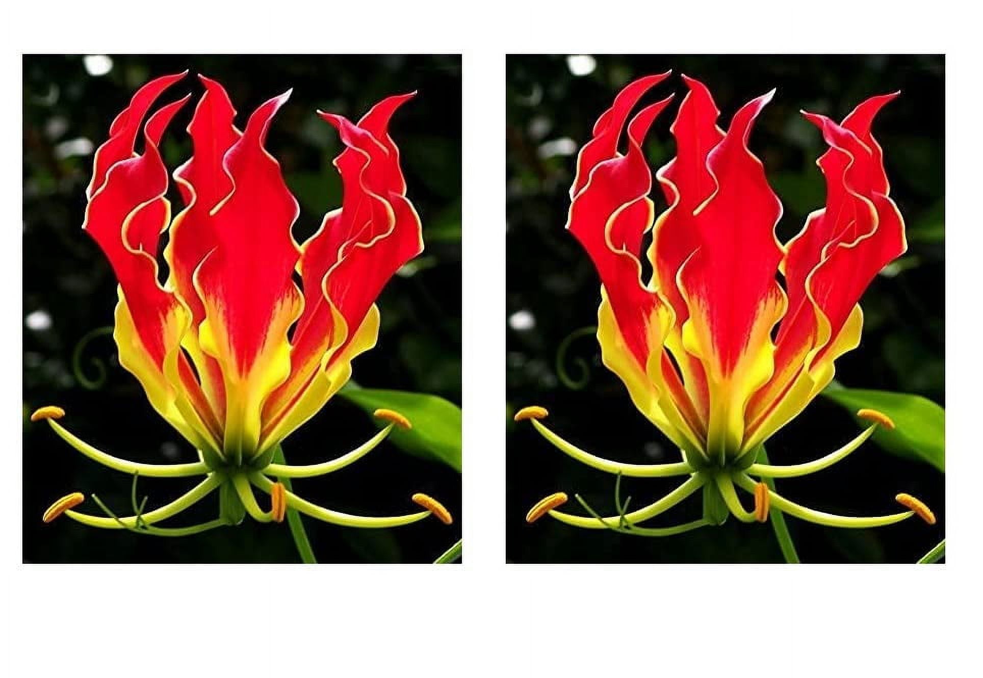 Glory Lily Bulbs for Planting Gloriosa Plantii Rare Lily Plants to Grow (2 Bulbs)