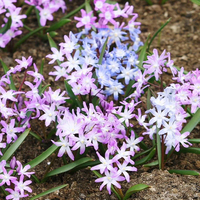 Glory of the Snow Luciliae Mix Flower Bulbs - 25 Bulbs per Pack - Deer ...
