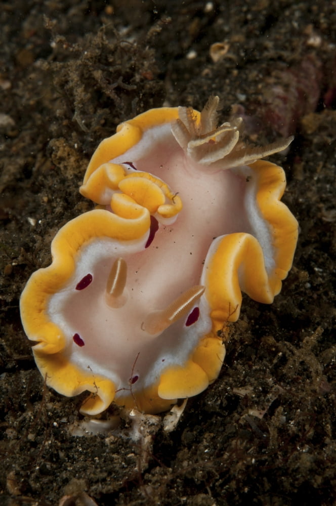 Glossodoris cruenta nudibranch North Sulawesi Indonesia Canvas Art - Mathieu MeurStocktrek Images (12 x 18)