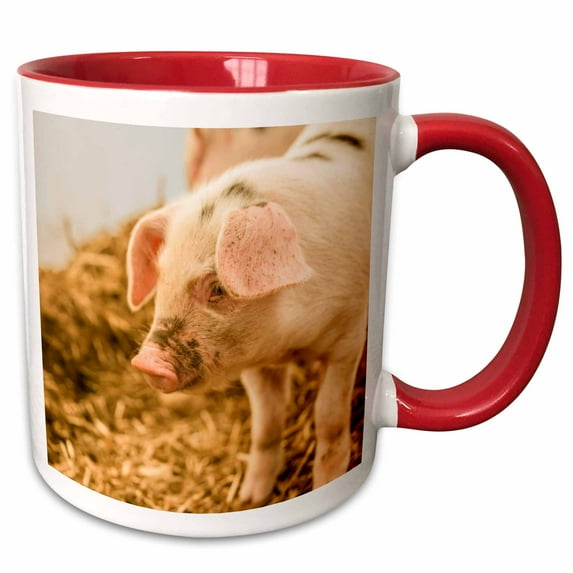 3drose, Gloucestershire Old Spots Piglet Standing in a Plastic Pig Shelter., 11oz Two-tone Red Mug