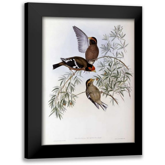 Glover, John 11x14 Black Modern Framed Museum Art Print Titled - Burtons Grosbeak
